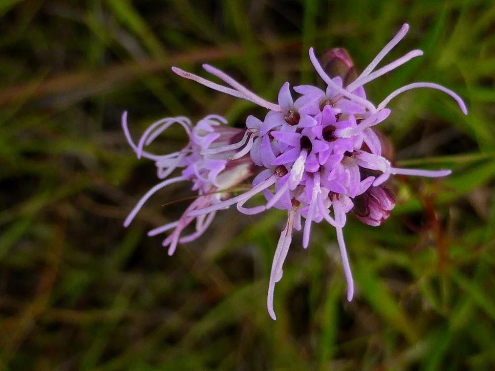 grass-leaf_blazing_star